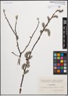 Foto von Salix cinerea L.